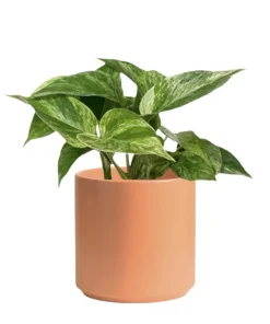 Golden Pothos Live Plant with Pot & Soil – Easy Care Indoor Houseplant - Image 2