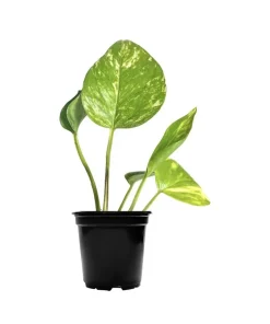 Golden Pothos Live Plant with Pot & Soil – Easy Care Indoor Houseplant - Image 3