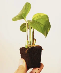 Golden Pothos Live Plant with Pot & Soil – Easy Care Indoor Houseplant - Image 4