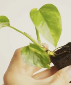 Golden Pothos Live Plant with Pot & Soil – Easy Care Indoor Houseplant - Image 5