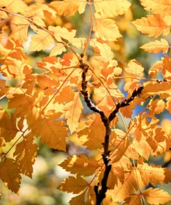 Golden Rain Tree Seeds - 10 Yellow Flower Koelreuteria Paniculata Seeds - Image 10