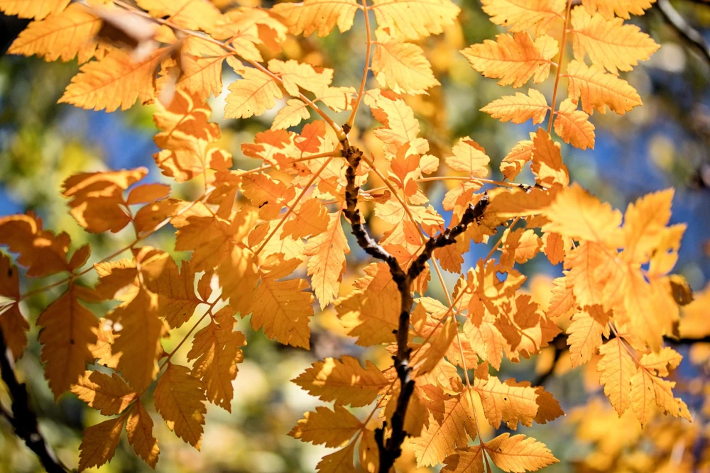 Golden Rain Tree Seeds - 10 Yellow Flower Koelreuteria Paniculata Seeds - Image 10