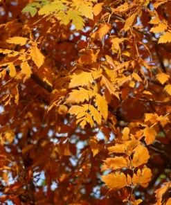 Golden Rain Tree Seeds - 10 Yellow Flower Koelreuteria Paniculata Seeds - Image 11