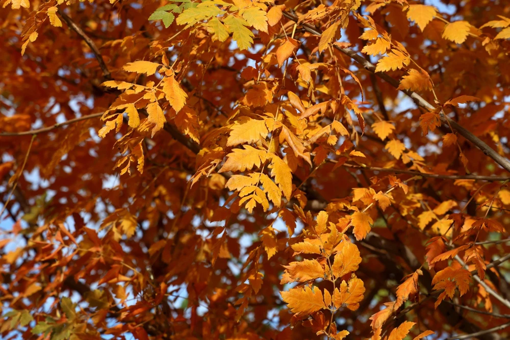 Golden Rain Tree Seeds - 10 Yellow Flower Koelreuteria Paniculata Seeds - Image 11