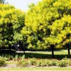 Golden Rain Tree Seeds - 10 Yellow Flower Koelreuteria Paniculata Seeds - Image 1