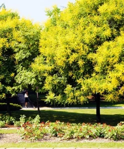Golden Rain Tree Seeds - 10 Yellow Flower Koelreuteria Paniculata Seeds - Image 1