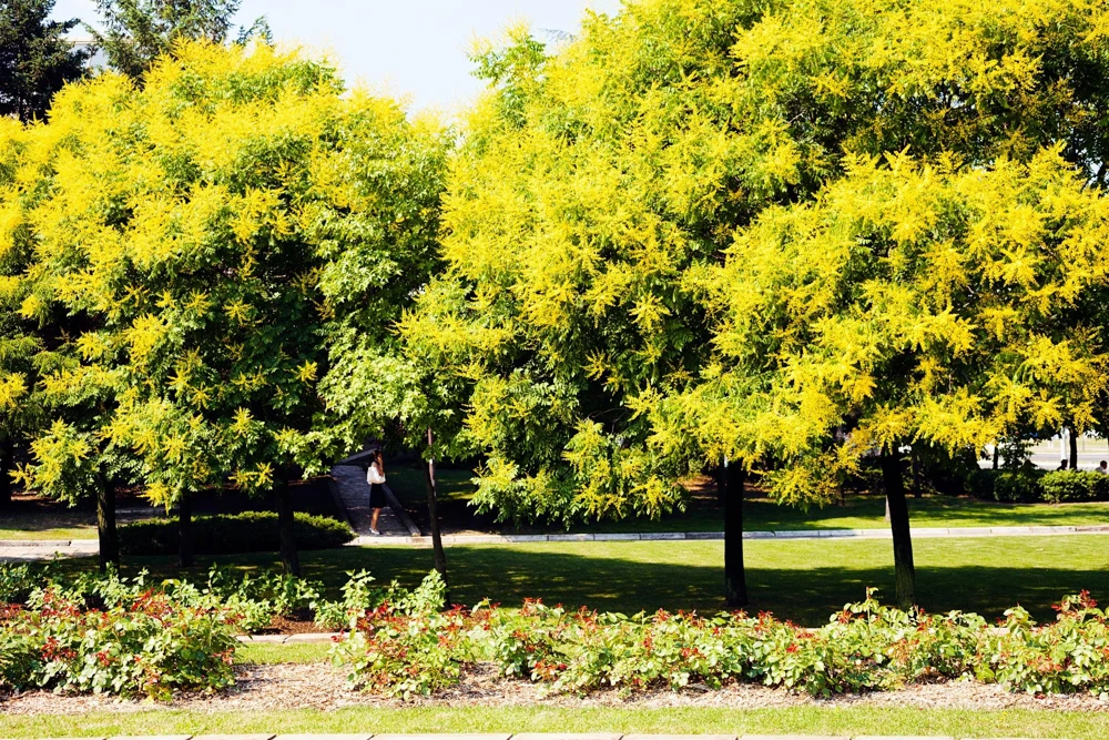 Golden Rain Tree Seeds - 10 Yellow Flower Koelreuteria Paniculata Seeds - Image 1