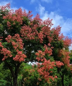 Golden Rain Tree Seeds - 10 Yellow Flower Koelreuteria Paniculata Seeds - Image 2