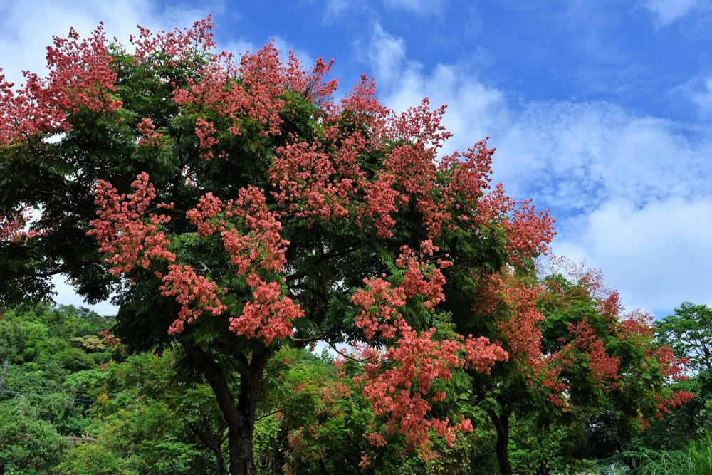 Golden Rain Tree Seeds - 10 Yellow Flower Koelreuteria Paniculata Seeds - Image 2