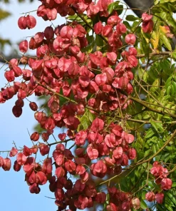 Golden Rain Tree Seeds - 10 Yellow Flower Koelreuteria Paniculata Seeds - Image 3