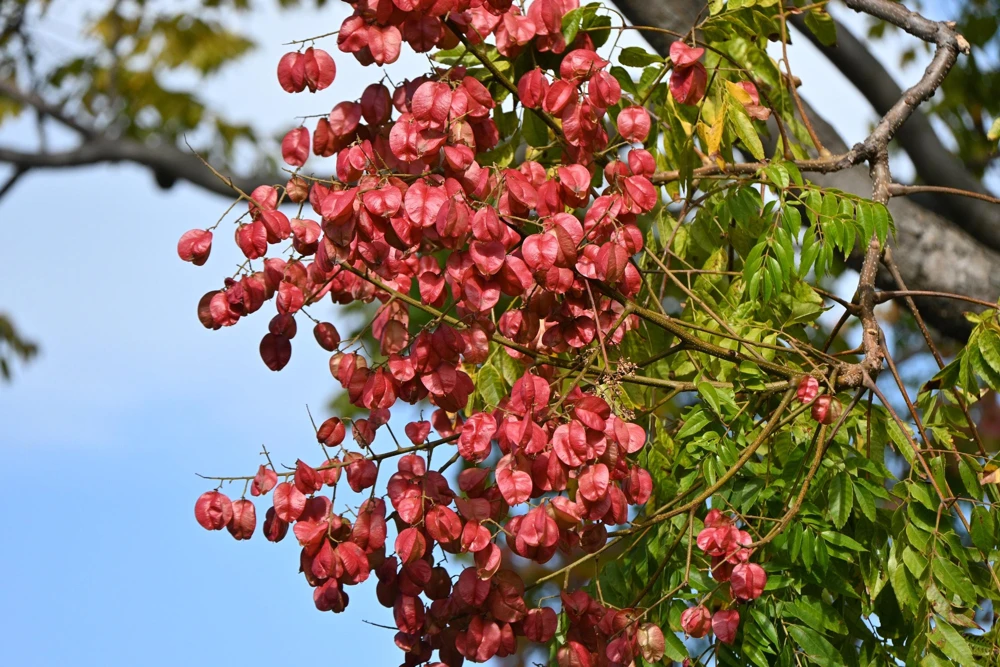 Golden Rain Tree Seeds - 10 Yellow Flower Koelreuteria Paniculata Seeds - Image 3