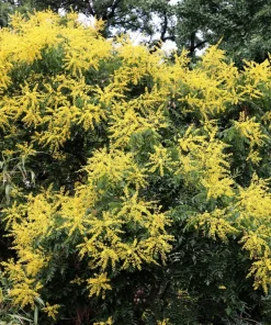 Golden Rain Tree Seeds - 10 Yellow Flower Koelreuteria Paniculata Seeds - Image 4