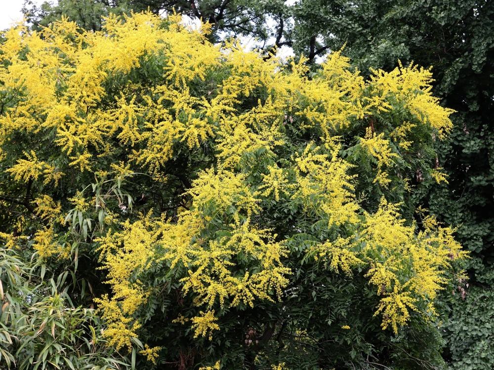 Golden Rain Tree Seeds - 10 Yellow Flower Koelreuteria Paniculata Seeds - Image 4