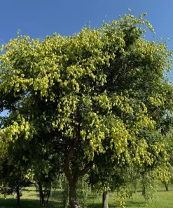 Golden Rain Tree Seeds - 10 Yellow Flower Koelreuteria Paniculata Seeds - Image 5