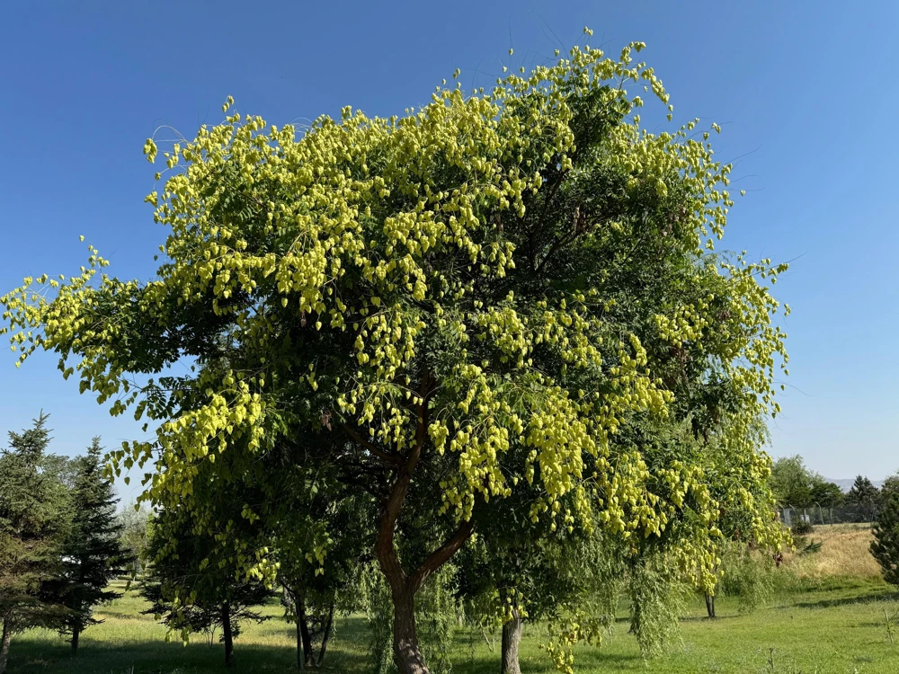Golden Rain Tree Seeds - 10 Yellow Flower Koelreuteria Paniculata Seeds - Image 5