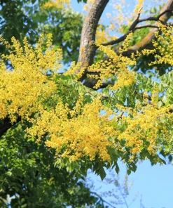 Golden Rain Tree Seeds - 10 Yellow Flower Koelreuteria Paniculata Seeds - Image 6
