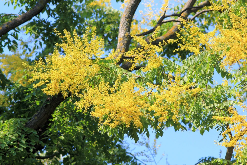 Golden Rain Tree Seeds - 10 Yellow Flower Koelreuteria Paniculata Seeds - Image 6
