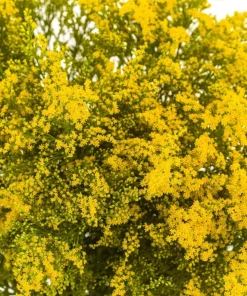 Golden Rain Tree Seeds - 10 Yellow Flower Koelreuteria Paniculata Seeds - Image 7