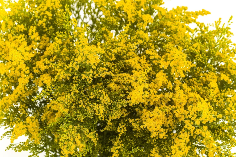 Golden Rain Tree Seeds - 10 Yellow Flower Koelreuteria Paniculata Seeds - Image 7