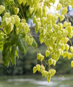 Golden Rain Tree Seeds - 10 Yellow Flower Koelreuteria Paniculata Seeds - Image 8