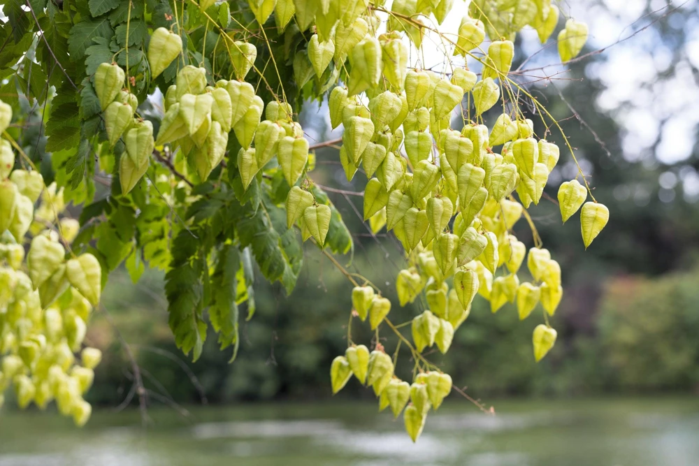 Golden Rain Tree Seeds - 10 Yellow Flower Koelreuteria Paniculata Seeds - Image 8