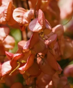 Golden Rain Tree Seeds - 10 Yellow Flower Koelreuteria Paniculata Seeds - Image 9