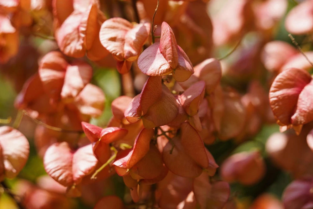 Golden Rain Tree Seeds - 10 Yellow Flower Koelreuteria Paniculata Seeds - Image 9