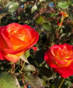 Golden-Red Bicolor Climbing Rose Plant Live, Fragrant, 4-6 Inch Tall Outdoor - Image 2