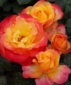 Golden-Red Bicolor Climbing Rose Plant Live, Fragrant, 4-6 Inch Tall Outdoor - Image 3