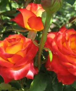 Golden-Red Bicolor Climbing Rose Plant Live, Fragrant, 4-6 Inch Tall Outdoor - Image 4