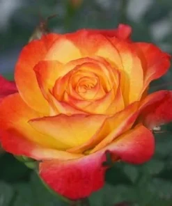 Golden-Red Bicolor Climbing Rose Plant Live, Fragrant, 4-6 Inch Tall Outdoor - Image 5