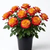 Golden-Red Bicolor Climbing Rose Plant Live, Fragrant, 4-6 Inch Tall Outdoor - Image 1