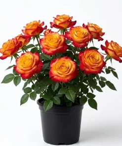 Golden-Red Bicolor Climbing Rose Plant Live, Fragrant, 4-6 Inch Tall Outdoor - Image 1