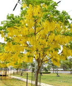 Golden Shower Tree Seeds - 15 Yellow Cassia Fistula Flower Seeds for Outdoor Planting - Image 10