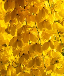 Golden Shower Tree Seeds - 15 Yellow Cassia Fistula Flower Seeds for Outdoor Planting - Image 11
