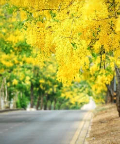Golden Shower Tree Seeds - 15 Yellow Cassia Fistula Flower Seeds for Outdoor Planting - Image 2