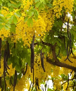 Golden Shower Tree Seeds - 15 Yellow Cassia Fistula Flower Seeds for Outdoor Planting - Image 3