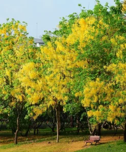 Golden Shower Tree Seeds - 15 Yellow Cassia Fistula Flower Seeds for Outdoor Planting - Image 4