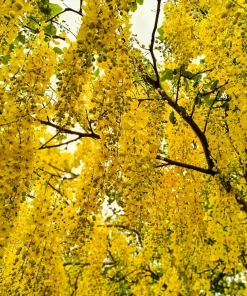 Golden Shower Tree Seeds - 15 Yellow Cassia Fistula Flower Seeds for Outdoor Planting - Image 5