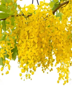 Golden Shower Tree Seeds - 15 Yellow Cassia Fistula Flower Seeds for Outdoor Planting - Image 6