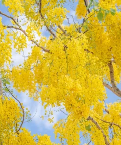 Golden Shower Tree Seeds - 15 Yellow Cassia Fistula Flower Seeds for Outdoor Planting - Image 7
