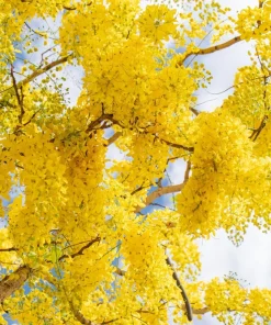 Golden Shower Tree Seeds - 15 Yellow Cassia Fistula Flower Seeds for Outdoor Planting - Image 8