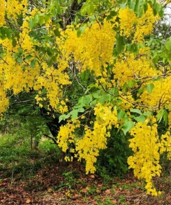 Golden Shower Tree Seeds - 15 Yellow Cassia Fistula Flower Seeds for Outdoor Planting - Image 9