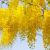 Golden Shower Tree Seeds - 15 Yellow Cassia Fistula Flower Seeds for Outdoor Planting - Image 1