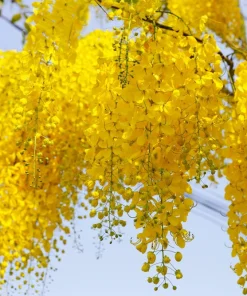 Golden Shower Tree Seeds - 15 Yellow Cassia Fistula Flower Seeds for Outdoor Planting - Image 1