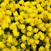 Golden Tuft Alyssum Seeds – Yellow Basket of Gold Flower Seeds – 1000 Seeds - Image 1