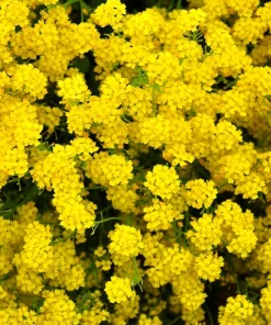 Golden Tuft Alyssum Seeds – Yellow Basket of Gold Flower Seeds – 1000 Seeds - Image 1