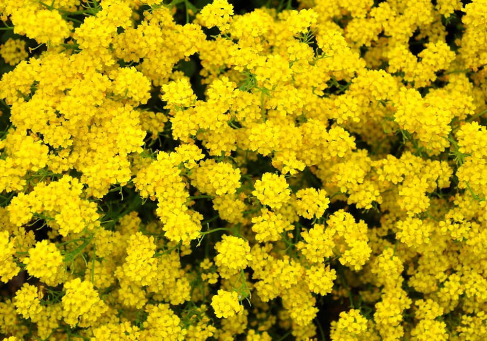 Golden Tuft Alyssum Seeds – Yellow Basket of Gold Flower Seeds – 1000 Seeds - Image 1