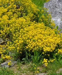 Golden Tuft Alyssum Seeds – Yellow Basket of Gold Flower Seeds – 1000 Seeds - Image 2