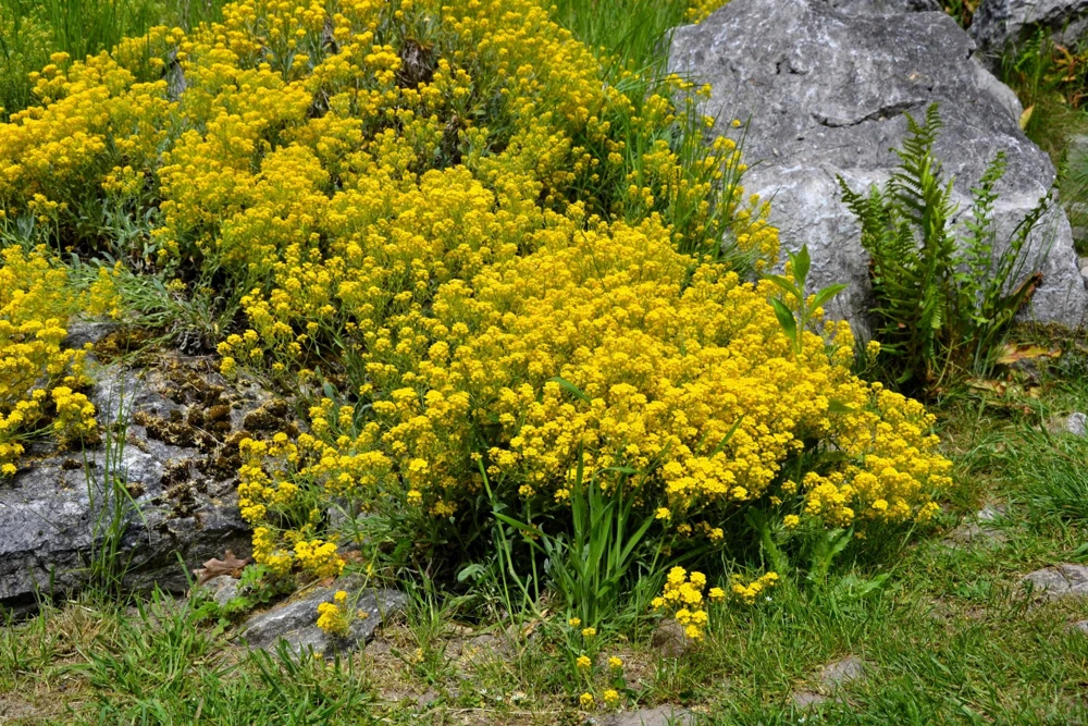 Golden Tuft Alyssum Seeds – Yellow Basket of Gold Flower Seeds – 1000 Seeds - Image 2